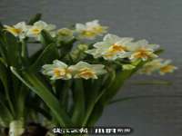 广灵县久盛农牧有限公司