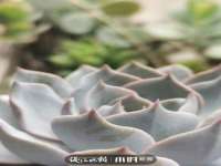 广灵县久盛农牧有限公司