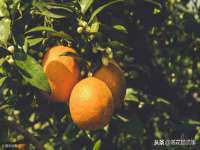 广灵县久盛农牧有限公司